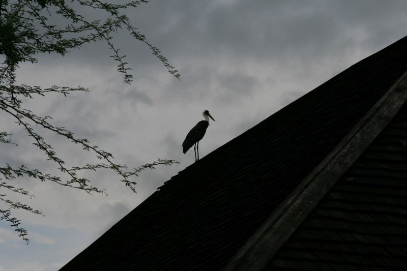 En stork på vårt tak...