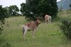 Hartebeest. Väldigt vanligt hjortdjur, v...