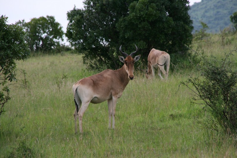 Hartebeest. Väldigt ...