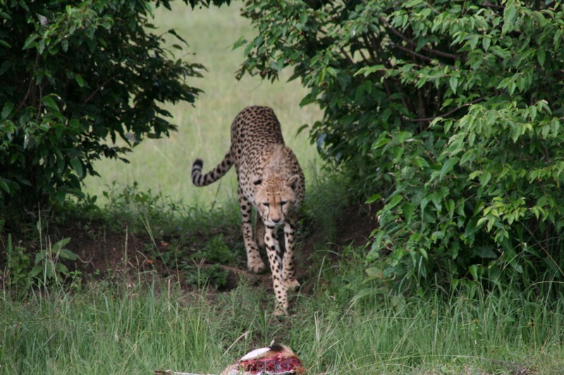 En gepard smyger sig...
