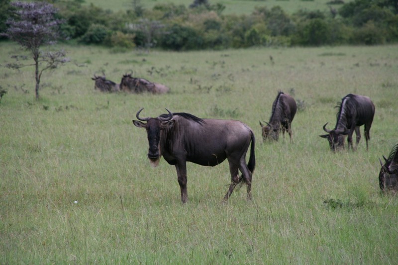 Gnuer