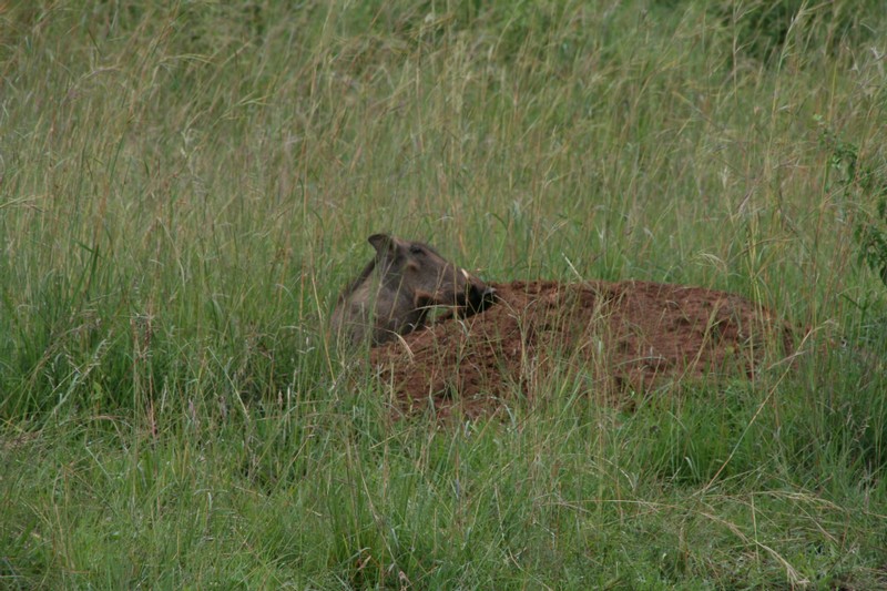 Ett vårtsvin, Pumba?