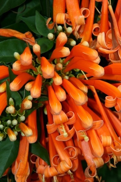 Häftiga blommor på L...