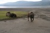 Vi blev jagade av en buffel. Chauffören ...