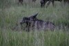 En buffel rullar sig i leran 1(4).