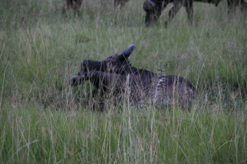 En buffel rullar sig...