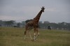 En Rotschilds giraff. Har som synes vita...