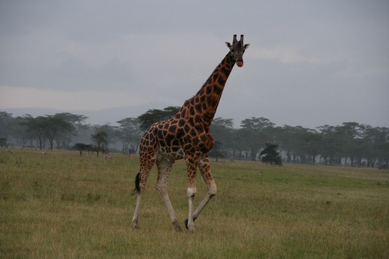 En Rotschilds giraff...
