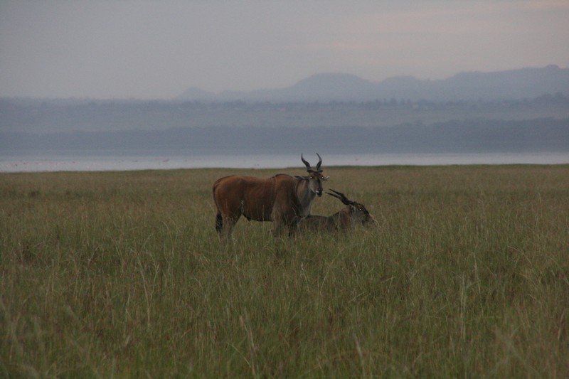 Eland (älgantilop)
