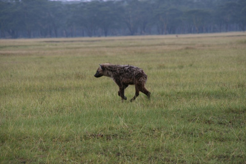 En fläckig hyena