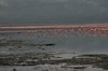 Mängder med flamingos som finns vid salt...