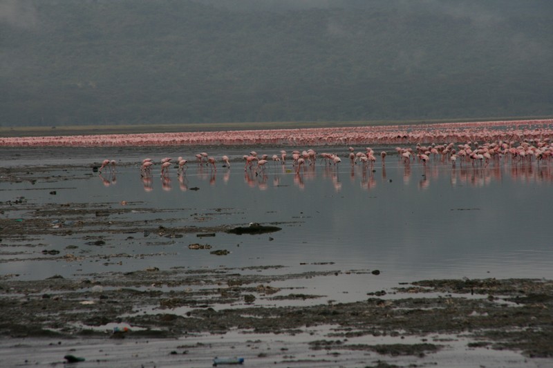 Mängder med flamingo...
