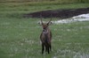 Vattenbock