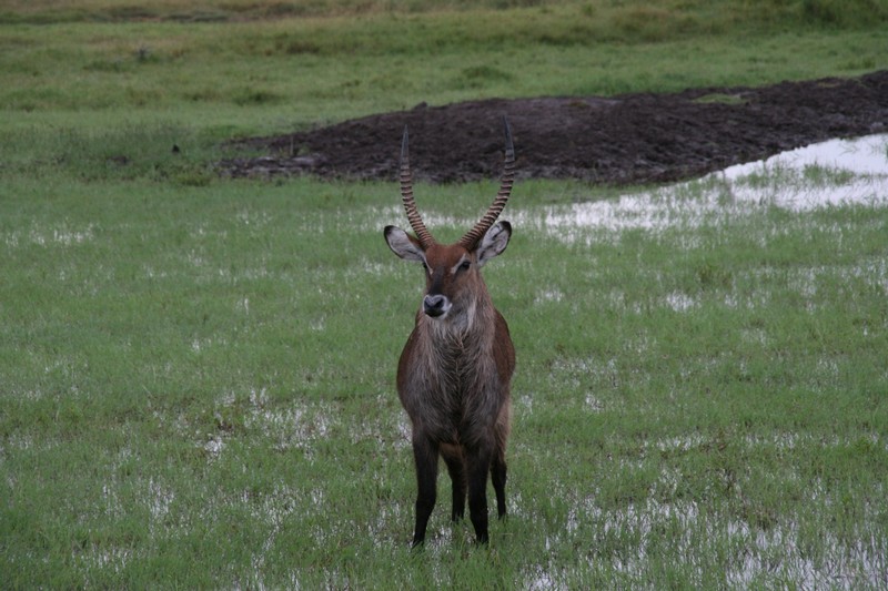 Vattenbock